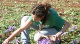 Nell’azienda Cumpanzos crescono zafferano e cultura