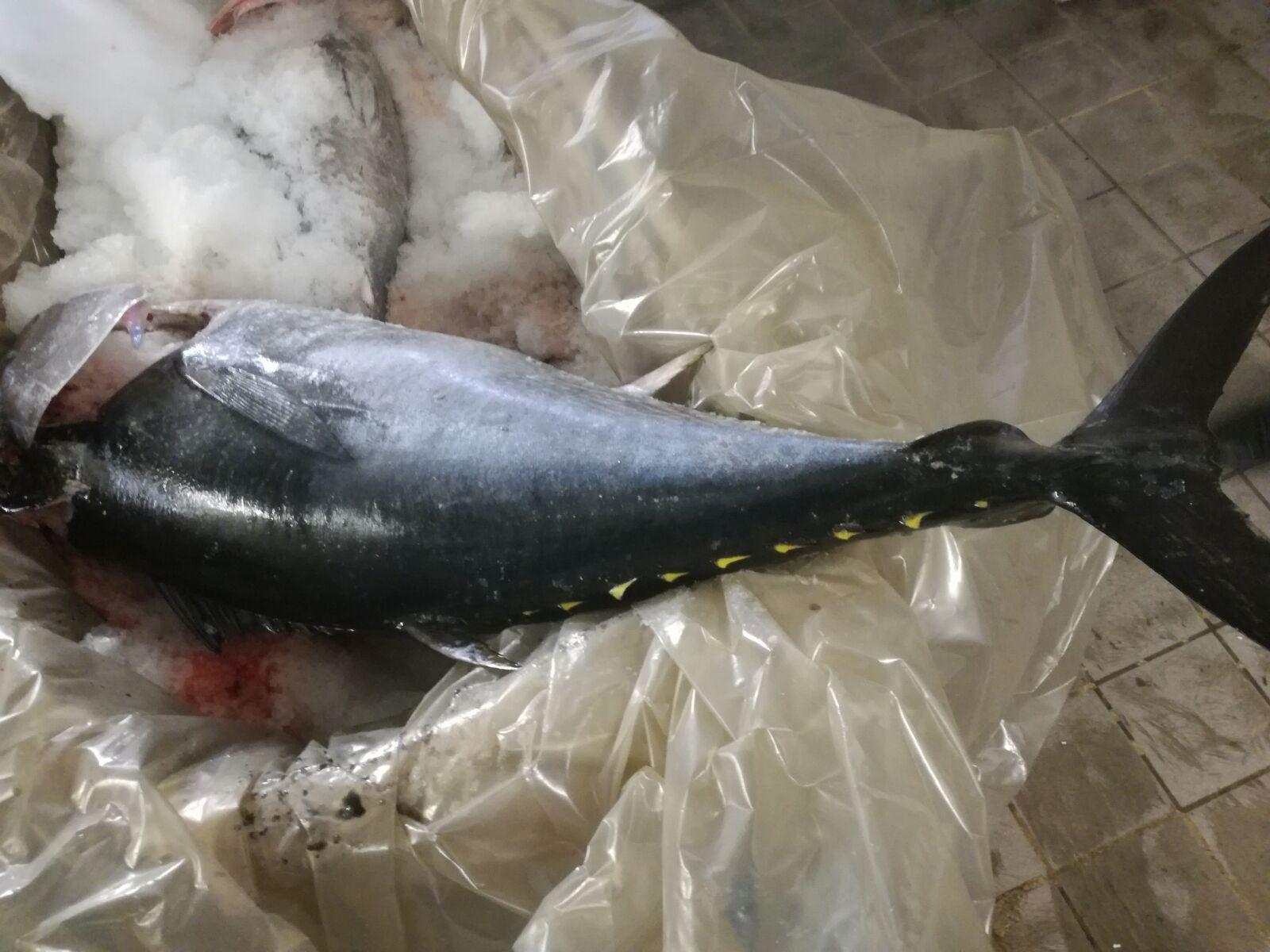 Sequestrati sette quintali di tonno al porto di Cagliari