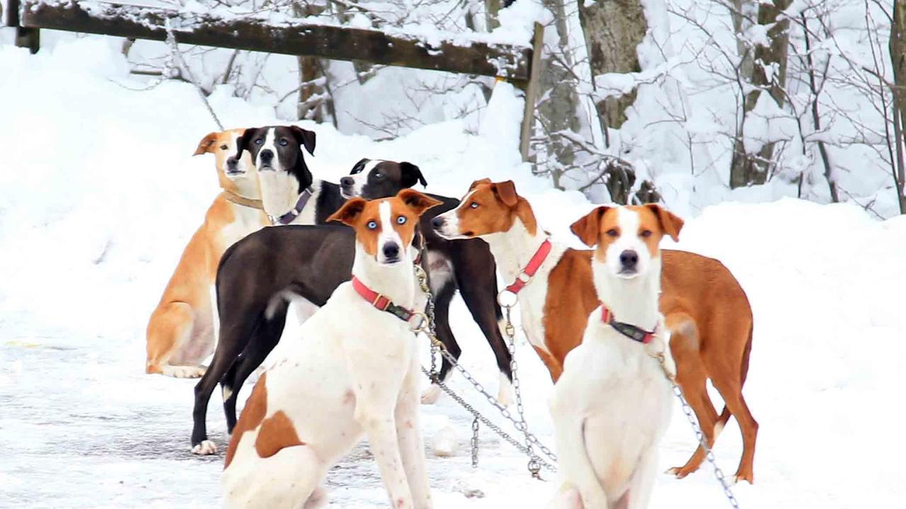 I cani da slitta alla conquista dell'Appennino