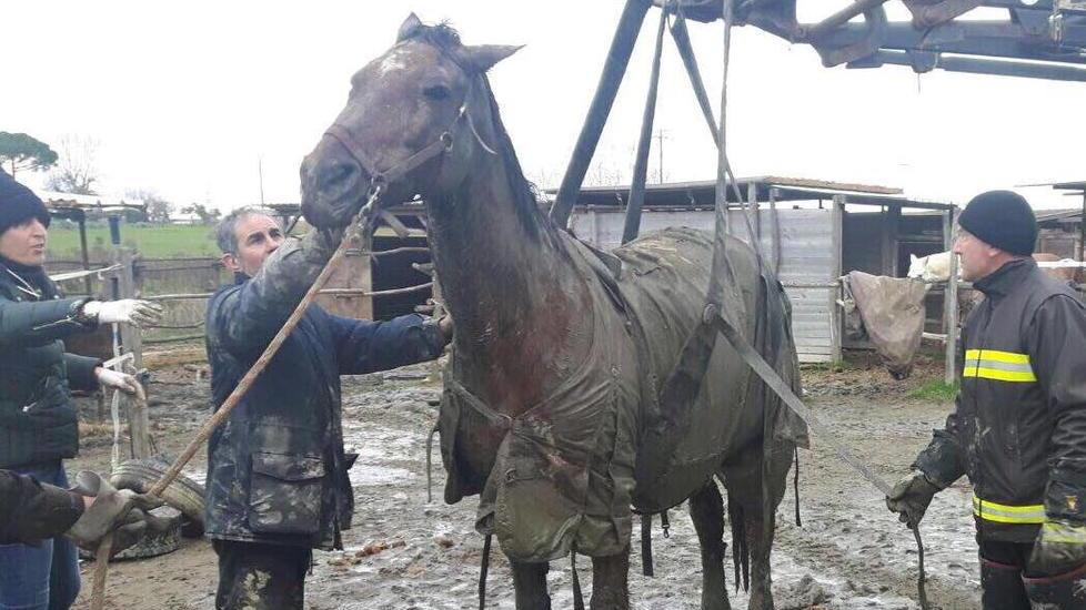 Cavalla intrappolata nel fango salvata dai vigili del fuoco
