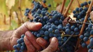 Giovedì convegno sull’eco-sostenibilità in viticoltura