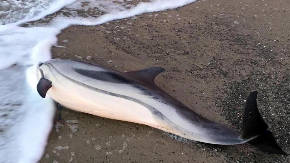 Delfino trovato morto a Perelli