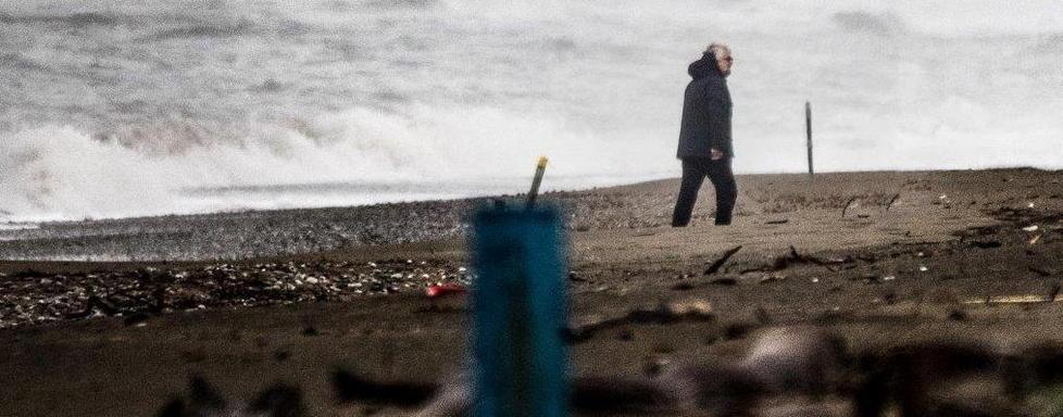 Grillo solitario sulla spiaggia di Marina di Bibbona