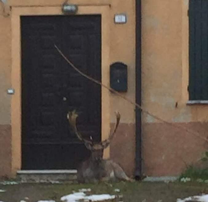 Un grosso daino seduto davanti alla porta di casa 