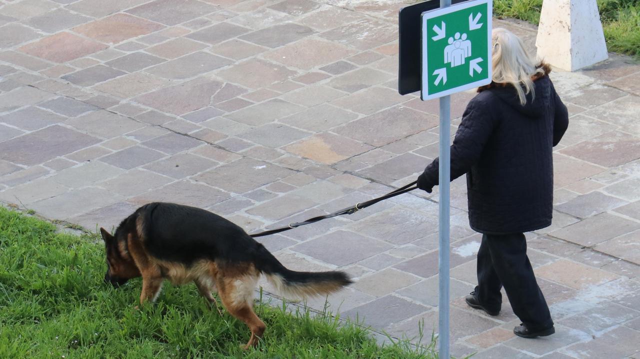 Senza guinzaglio e bisogni: ogni giorno due multe