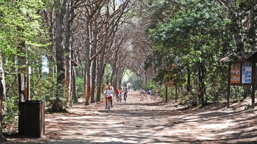 Troppi cinghiali in pineta, serve un nuovo equilibrio