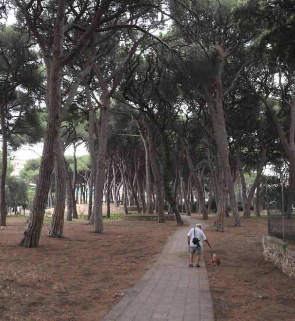 Nessuna recinzione in pineta «Basta la sorveglianza attiva»