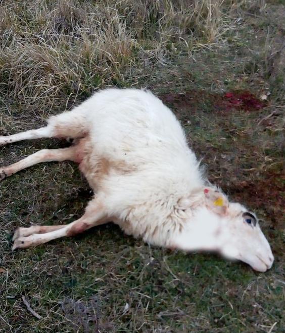 Predazioni, a uccidere sono anche i cani