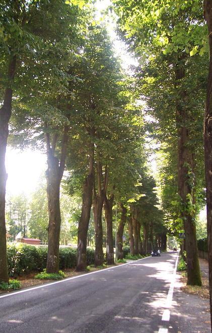 Allarme a Fornoli per i tigli del viale 