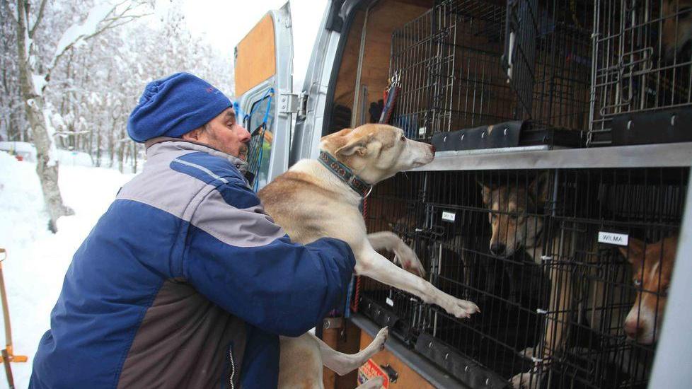 I cani da slitta danzano sulla neve dell’Appennino