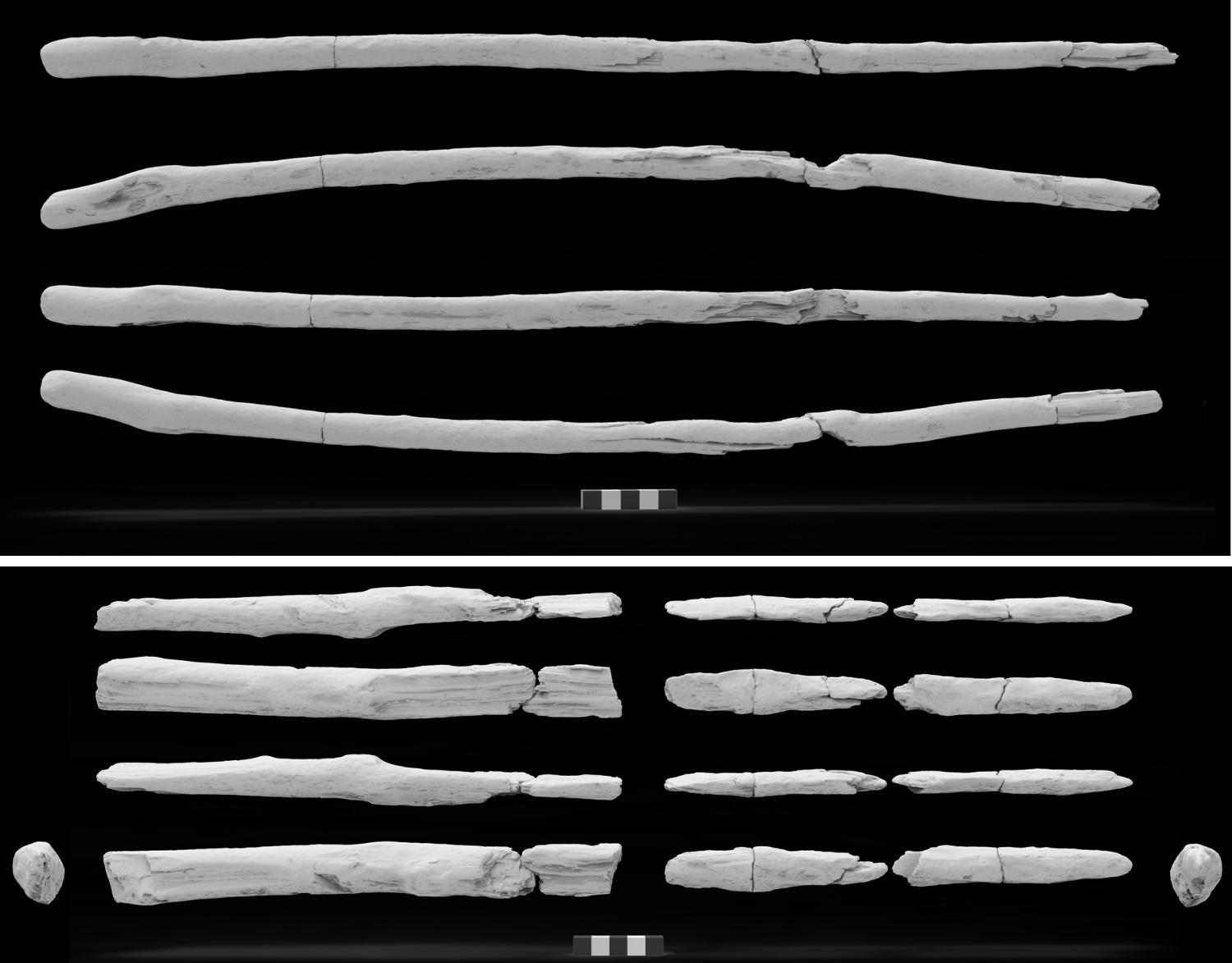 La scannerizzazione (e ricostruzione 3D) dei frammenti di uno strumento di legno appartenuto ai Neanderthal di 171 mila anni fa rinvenuto a Poggetti Vecchi (Grosseto)