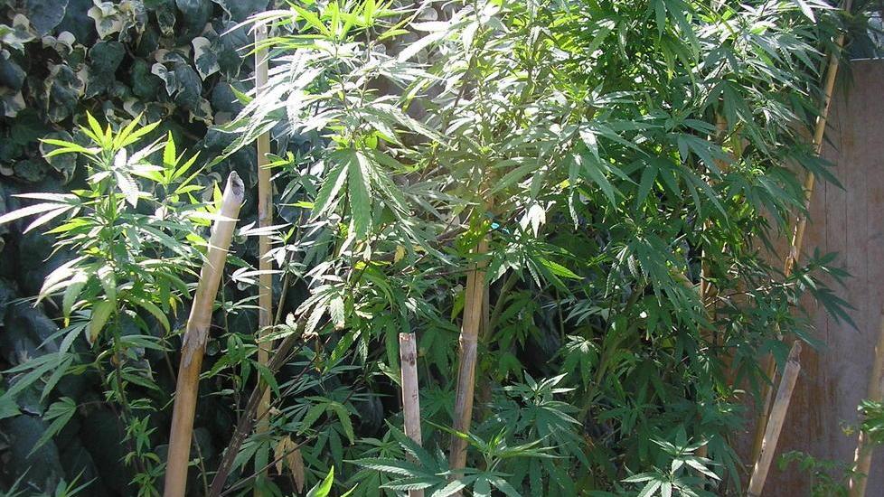 Coltivava marijuana, condannato a tre anni