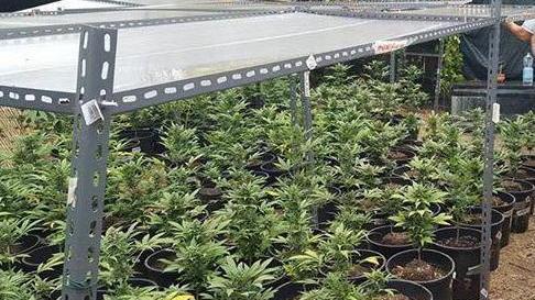 Coltivava marijuana, condannato a 3 anni