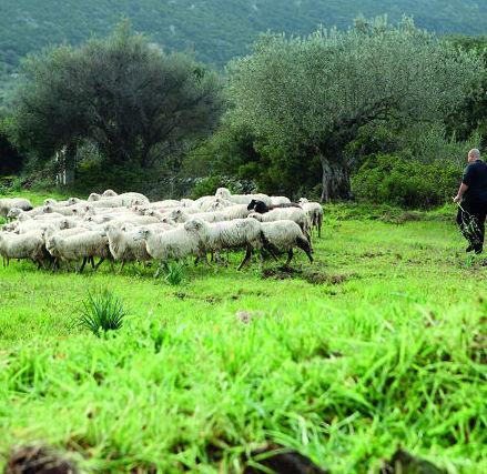 Classificazioni dei pascoli, critiche all’Ue