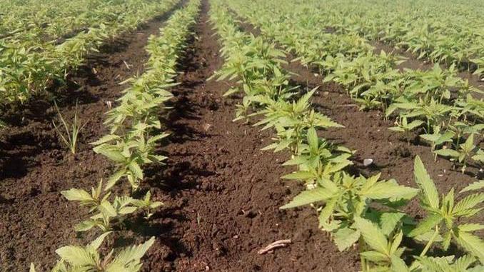 Cannabis light, un mercato che tira