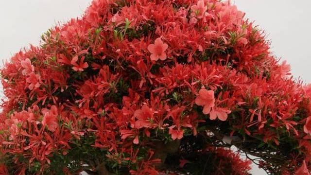 Milano: grande fiera del Bonsai