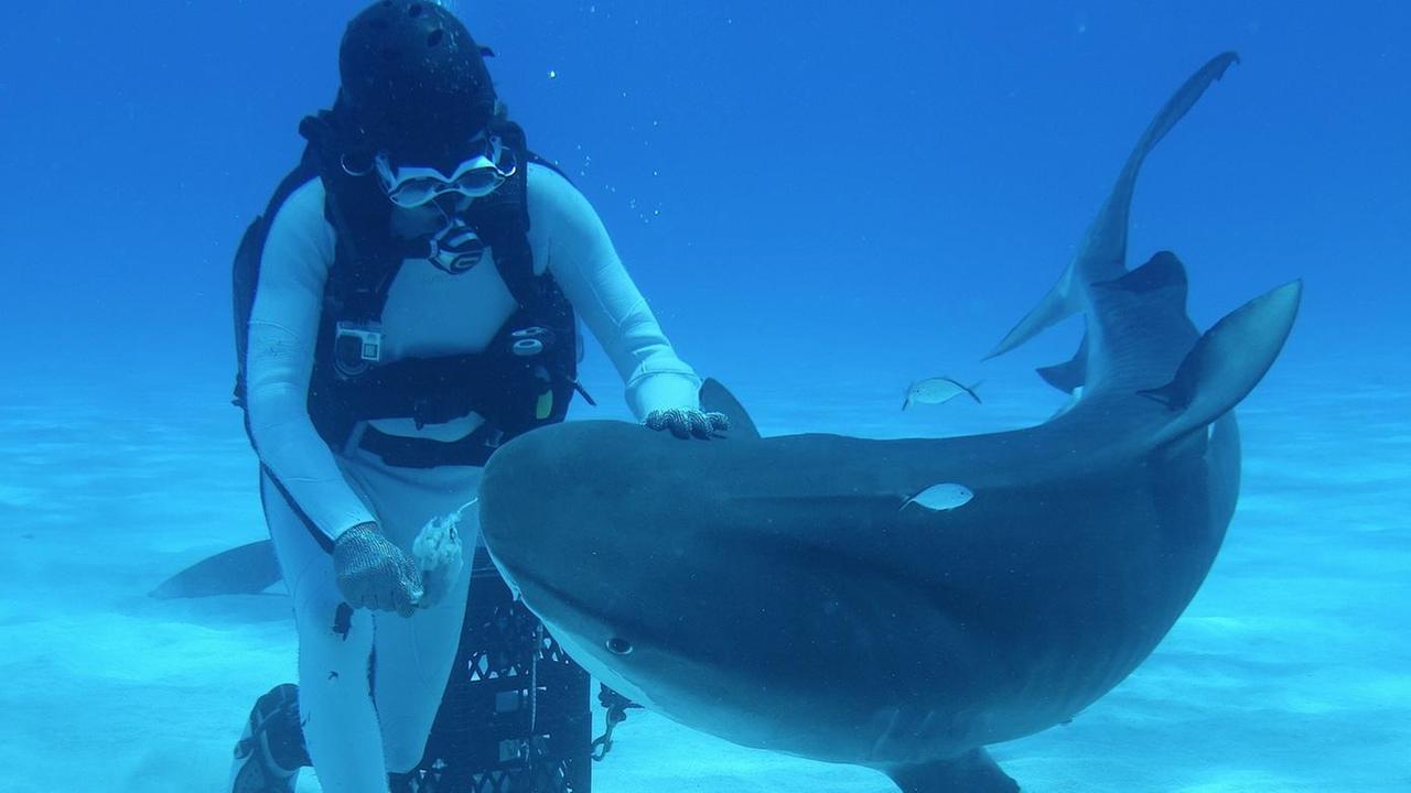 Sulla rotta degli squali in 6D, la paura negli abissi virtuali 