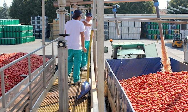 Pomodoro, servirà manodopera 