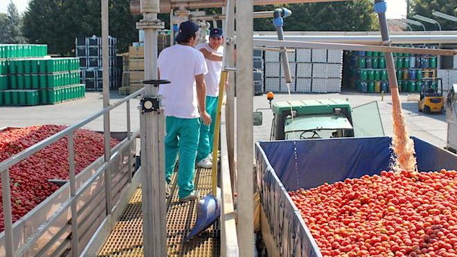 Pomodoro, servirà manodopera