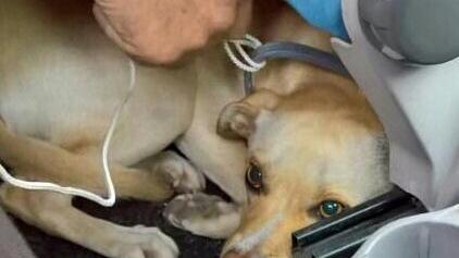 Correva a zig zag tra le auto, cane salvato dai vigili: multa alla proprietaria