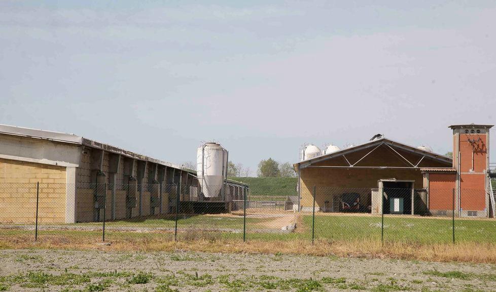 I sospetti del comitato Aria Pulita «I maiali muoiono ad orologeria» 