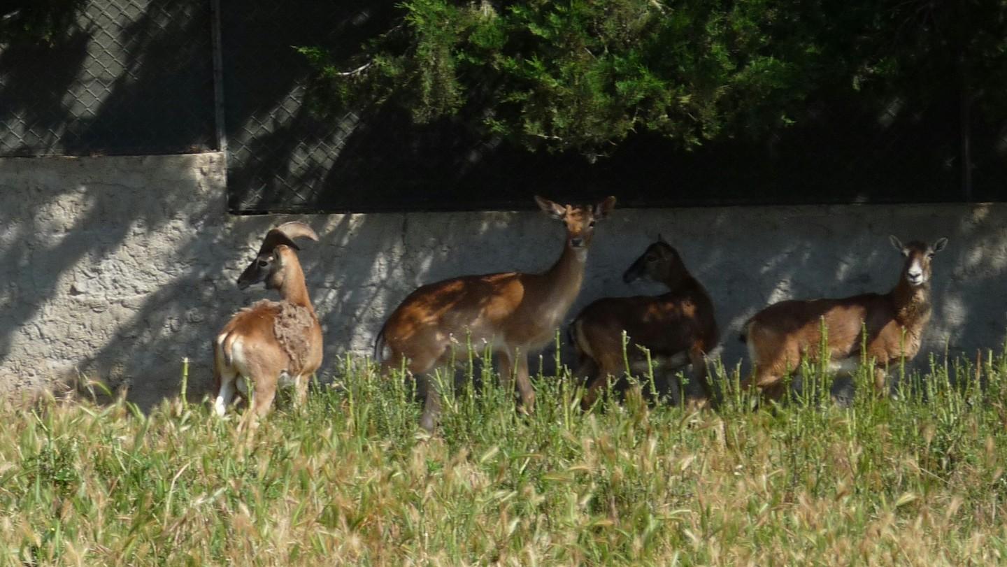Legambiente: «C'è un’alternativa all’abbattimento dei daini» 