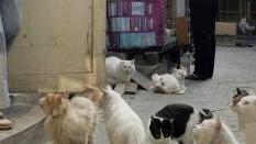 Anziana sola e con 34 gatti in casa