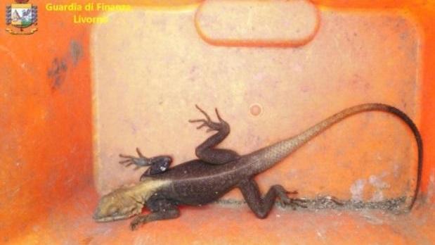 Trovata la lucertola della Namibia