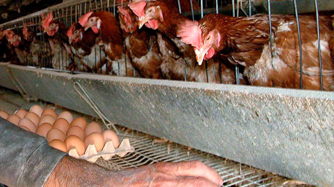 Salmonella in un allevamento di galline ovaiole, al macello 18mila esemplari