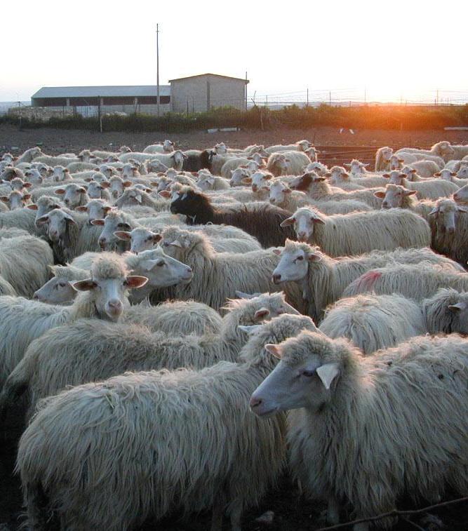 Top 500 Sardegna: l'agroalimentare settore chiave dell'economia 