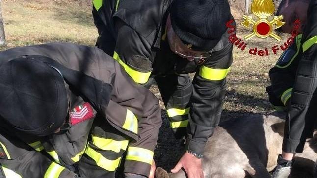 Capriolo salvato dai vigili del fuoco