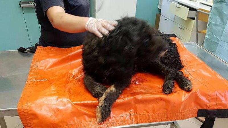 Cane si ammala, no al permesso: è polemica