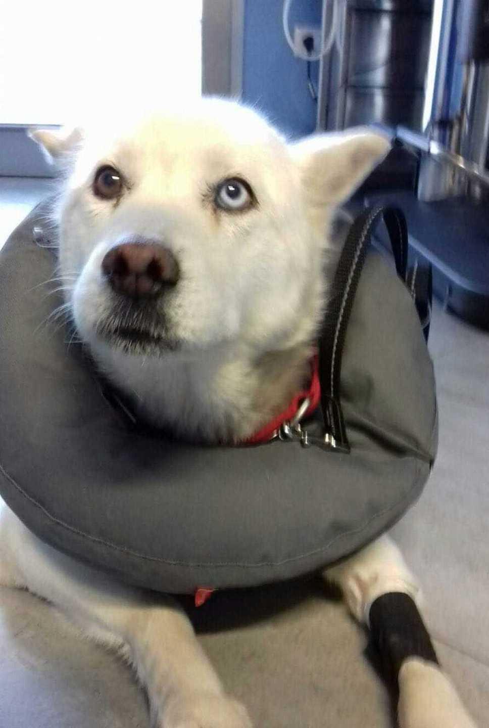 Cagnolina colpita a roncolate ora cerca casa