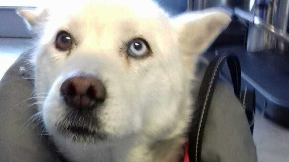Cagnolina colpita a roncolate ora cerca casa