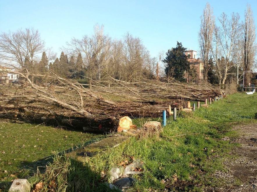 Piante abbattute a San Marino Tosi: «Potevano cadere»