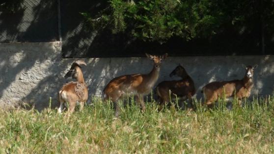 Emergenza daini a Porto Conte, Mariani: consentiteci di spostarli 