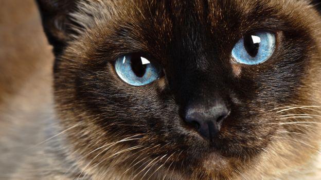 Oggi si celebra la Festa del Gatto molte le iniziative nel modenese