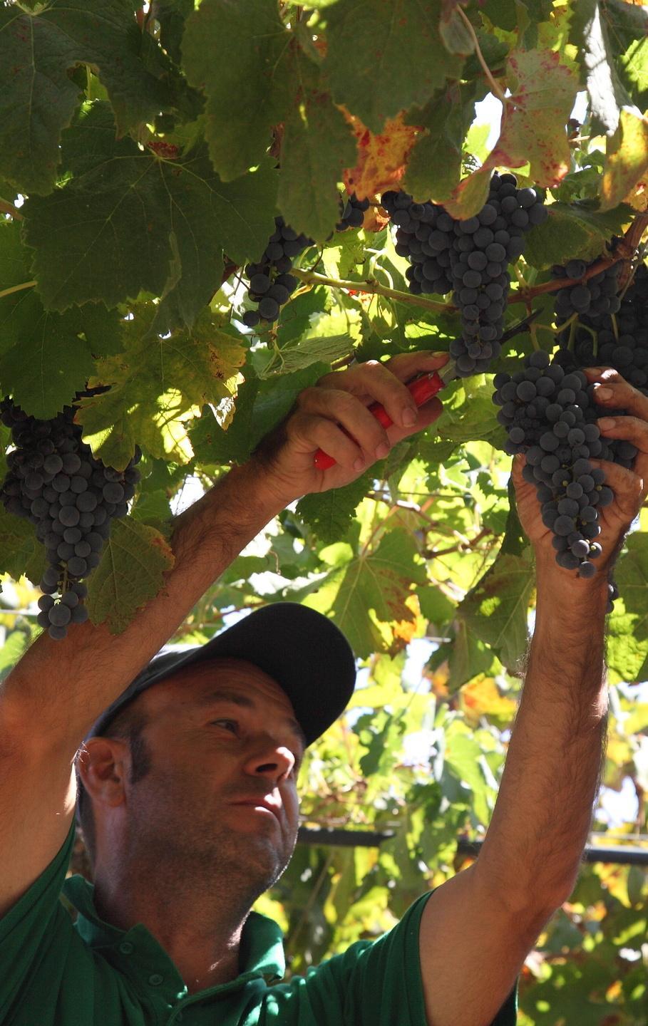 Vendemmia alla Sella & Mosca