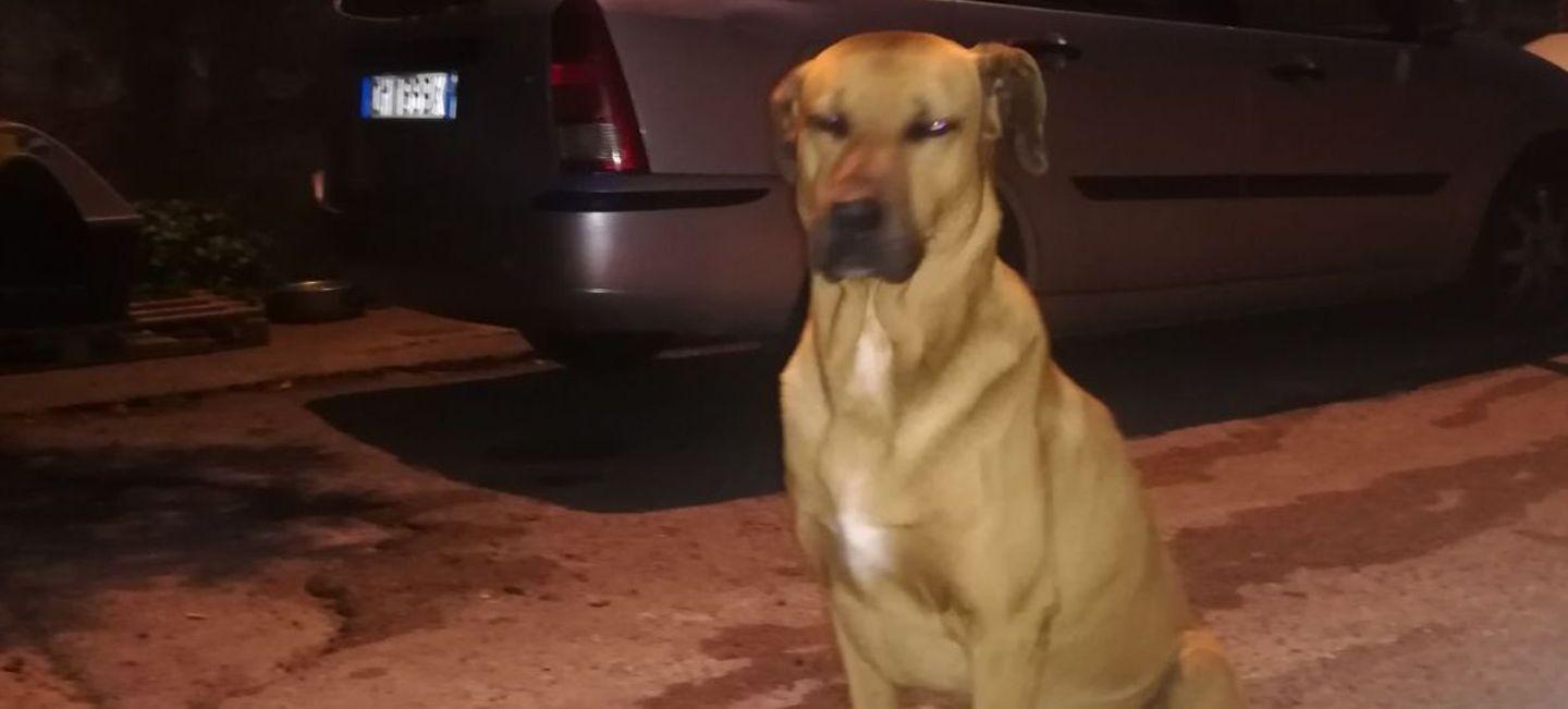 Sassari, Cappuccini si mobilita contro la cattura di Romeo e Pippo Pluto 