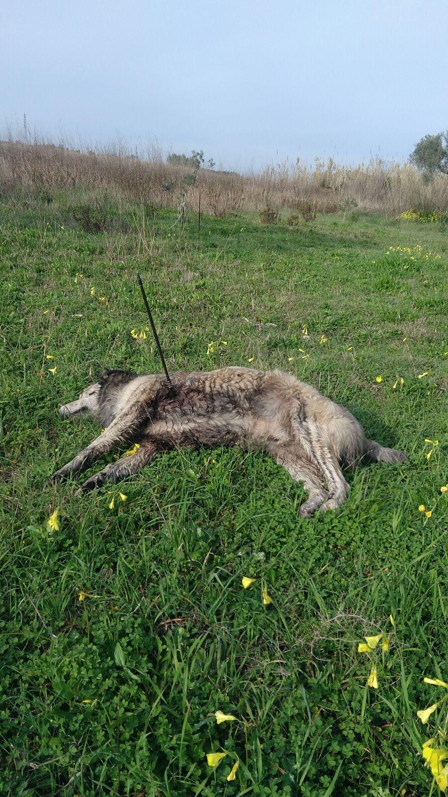 Cabras, cane trafitto e ucciso con un arpione
