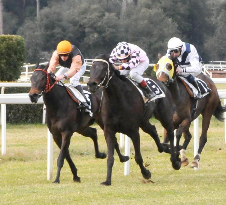 La Gran Corsa Siepi tra gli eventi di oggi a San Rossore 