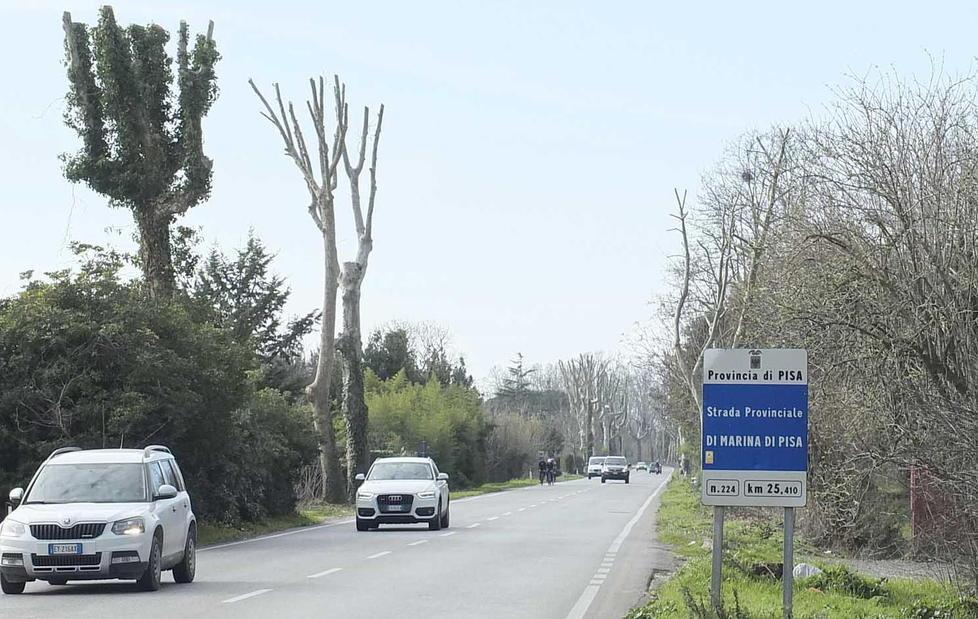 I marinesi si scagliano contro il taglio dei platani 