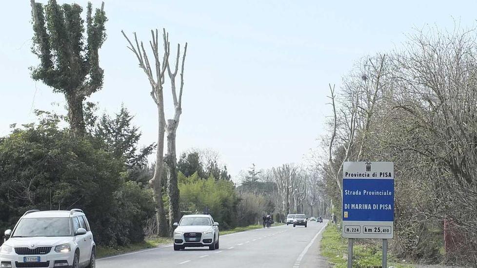 I marinesi si scagliano contro il taglio dei platani
