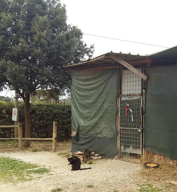 Gattile, la struttura è senza soldi 