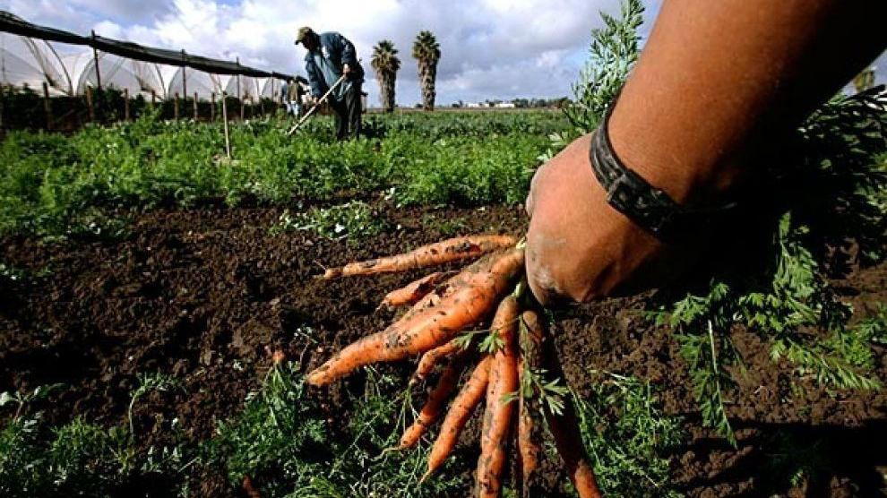 Boom dell'agricoltura bio in Emilia-Romagna: +70% in 4 anni