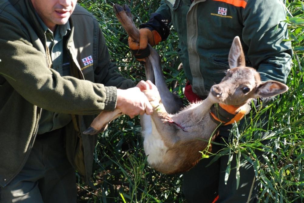 Italia Nostra contro l’abbattimento dei daini 