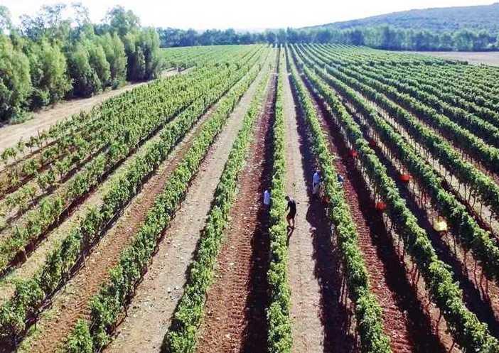Alghero, il neonato Aragosta Brut conquista il Giappone 