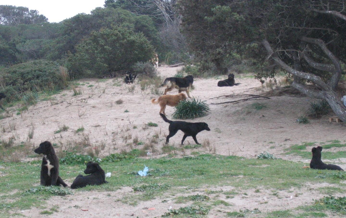 Contributi per il randagismo, attacco all’Ats 