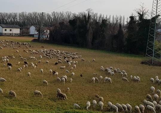 Pastore denunciato e multato Le pecore in area demaniale