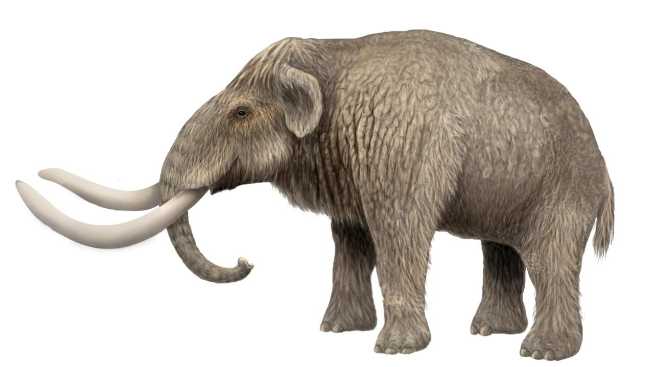 Il mammut sardo nome scientifico dei Mammuthus lamarmorai) visto dall'illustratore MiloOryx